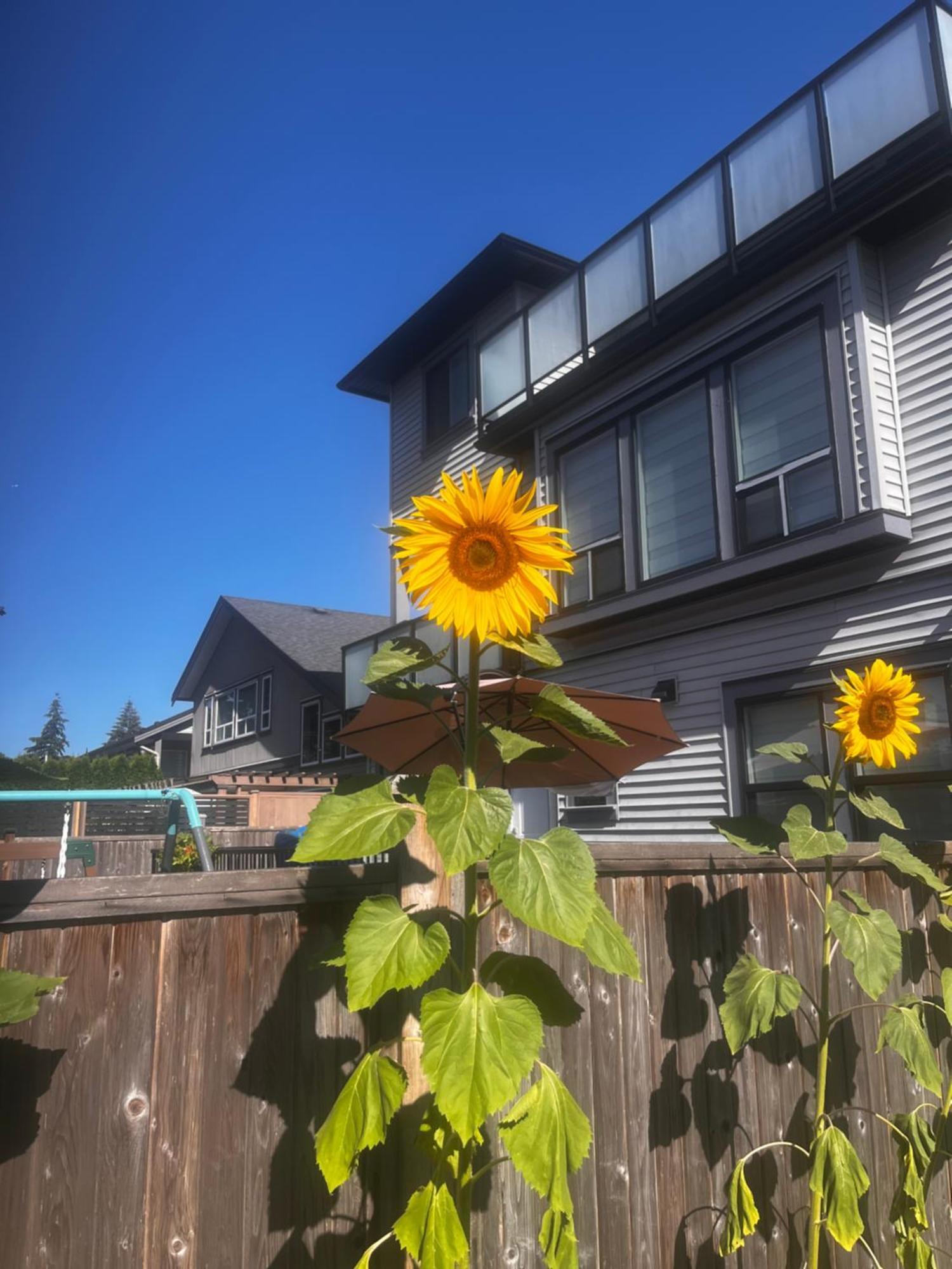 New, Spacious 2 Bedrooms In Downtown With Free Parking! Maple Ridge Экстерьер фото
