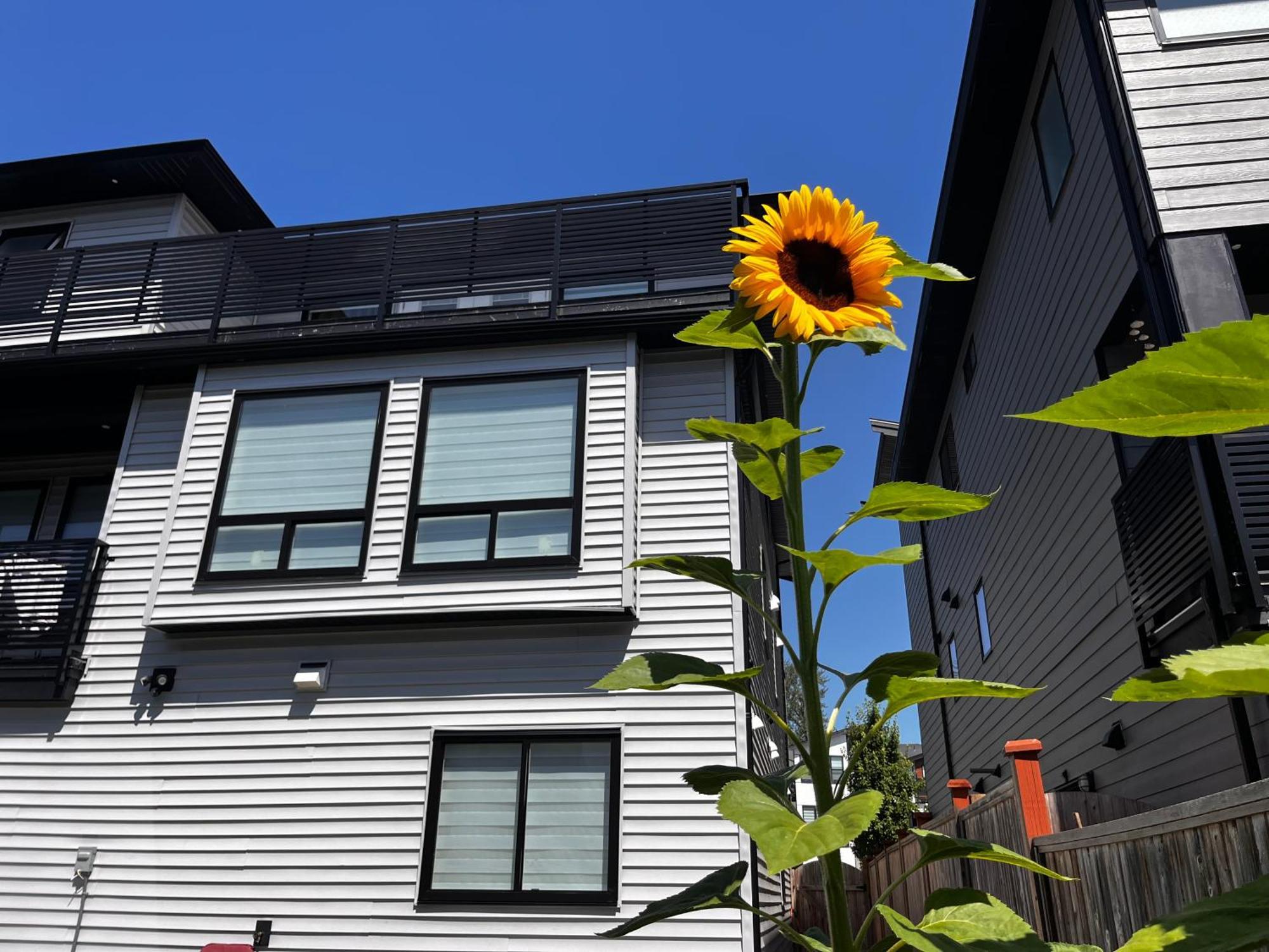 New, Spacious 2 Bedrooms In Downtown With Free Parking! Maple Ridge Экстерьер фото